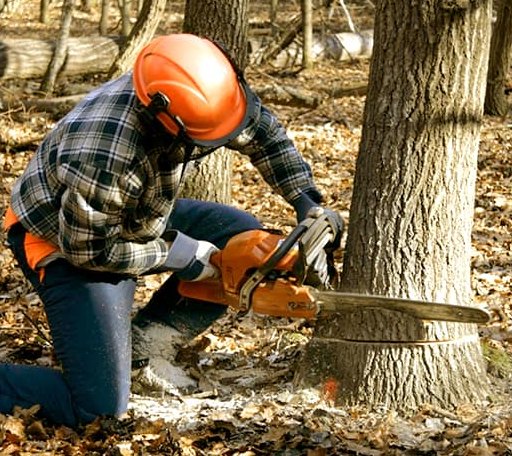 Tree Removal in Great Mills, MD